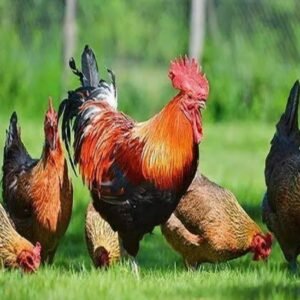 நாட்டு கோழி கறி விற்பனை