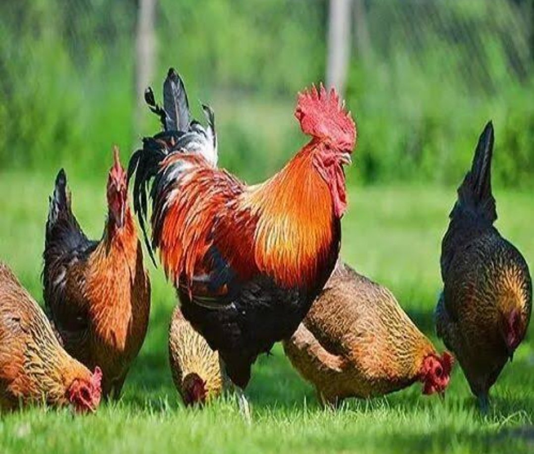 நாட்டு கோழி கறி விற்பனை