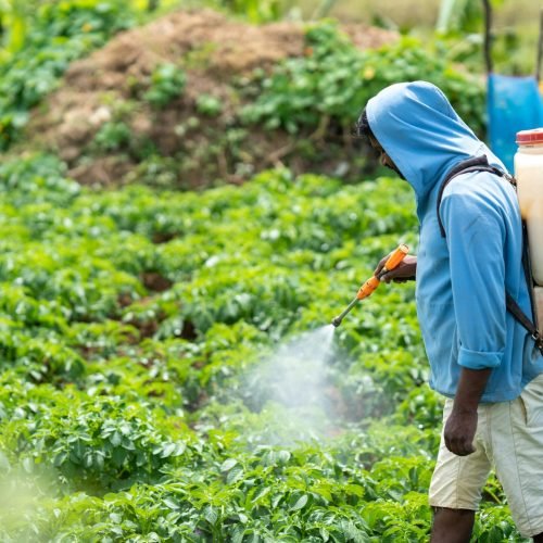 A farmer spraying crops in a lush vegetable field in Pattipola, Sri Lanka.